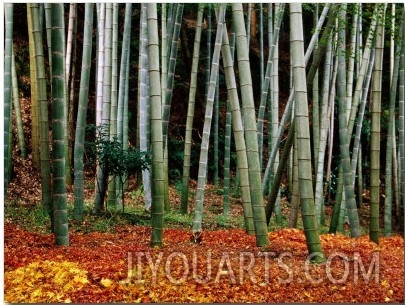 Autumn Leaves on Ground at Saiho Ji, Kyoto, Japan