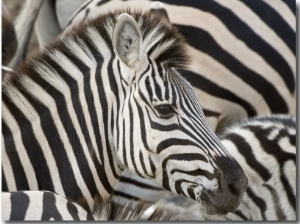 mike powles burchells zebra head botswana