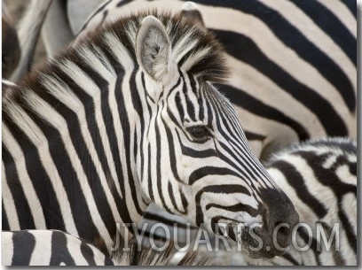 mike powles burchells zebra head botswana