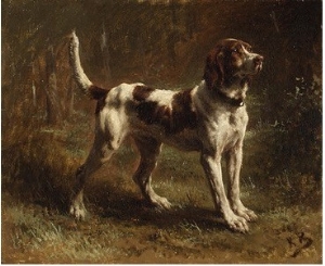 A Limier Briquet Hound