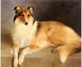 A Collie Rough