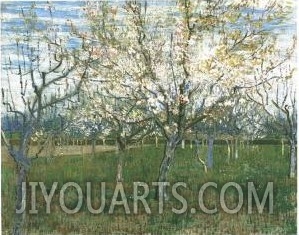 Orchard With Blossoming Apricot Trees