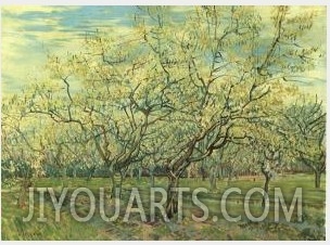 Orchard with Blossoming Plum Trees