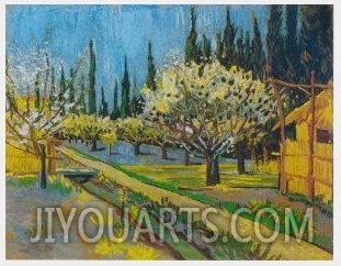 Orchard In Blossom Bordered By Cypresses