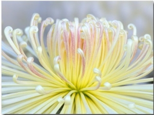 Chrysanthemum, Asakusa, Tokyo, Japan