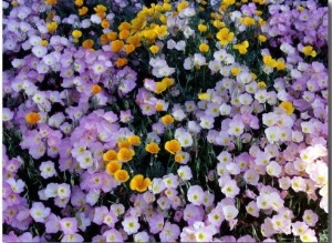 California Poppy and Mexican Primrose, Utah, USA