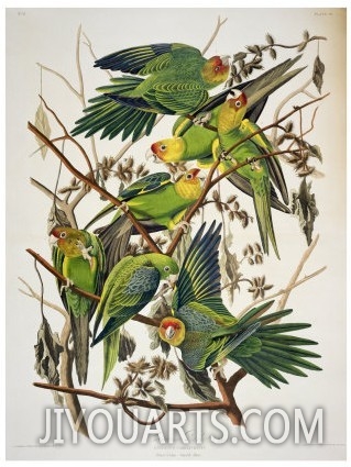 Carolina Parakeet, from "Birds of America," 1829