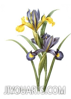 Spanish Iris