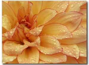 Dahlia Flower with Pedals Radiating Outward, Sammamish, Washington, USA