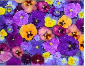 Pansy Flowers Floating in Bird Bath with Dew Drops, Sammamish, Washington, USA