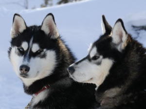 Siberian Husky Sled Dogs Pair in Snow,Northwest Territories,Canada March 2007