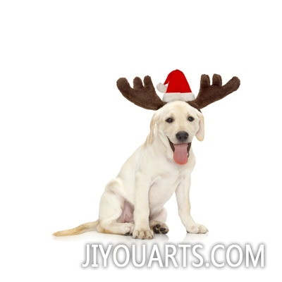 Lab Puppy Wearing Antlers