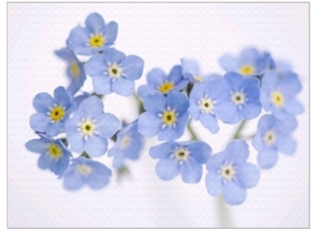 Arctic forget me nots