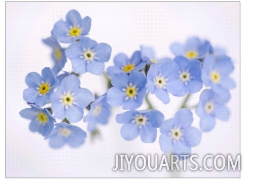 Arctic forget me nots