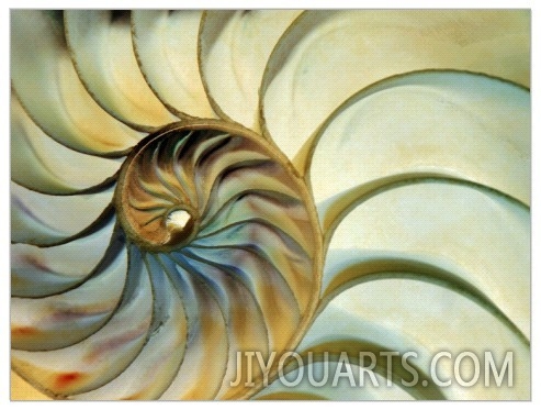 Close up of Nautilus Shell Spirals